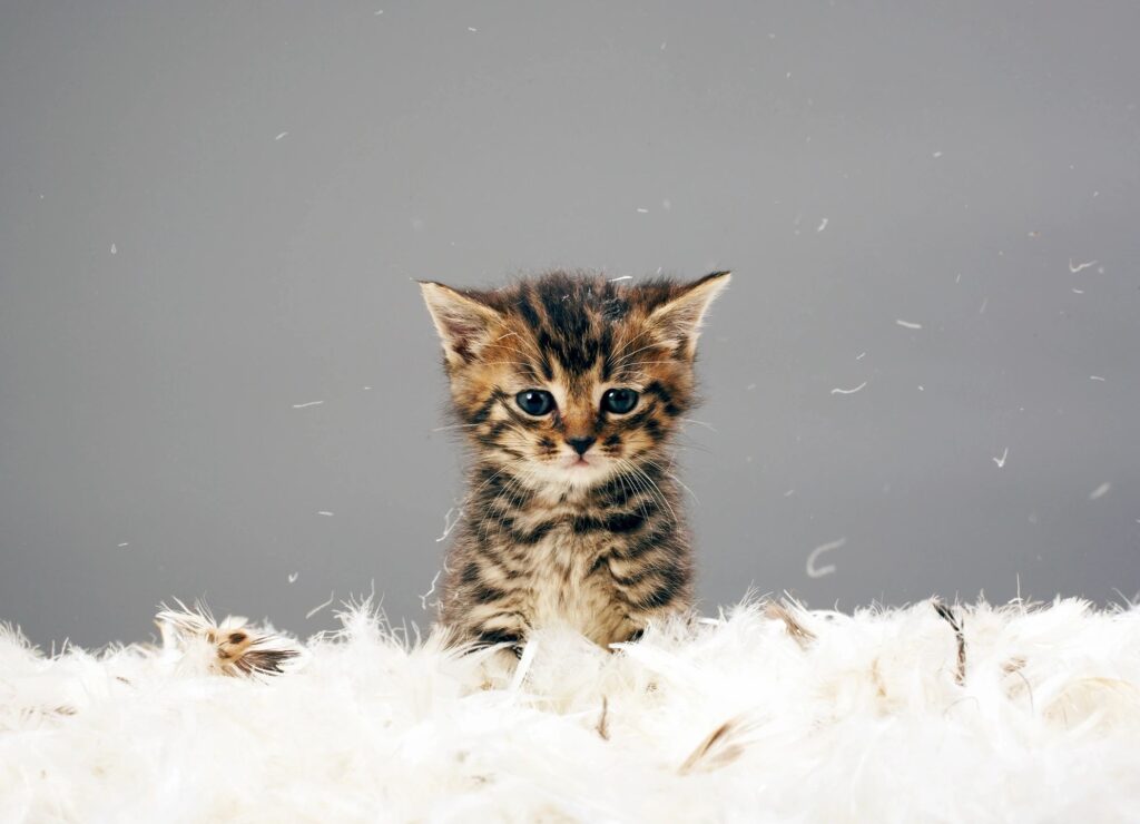 kedi kumu kullanmanın faydaları