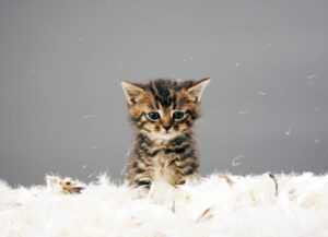 kedi kumu kullanmanın faydaları